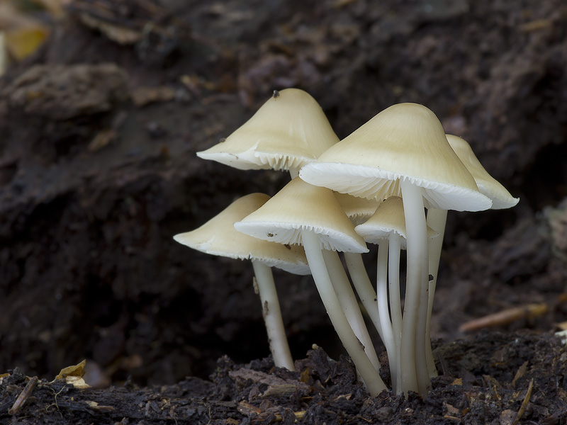 Mycena romagnesiana